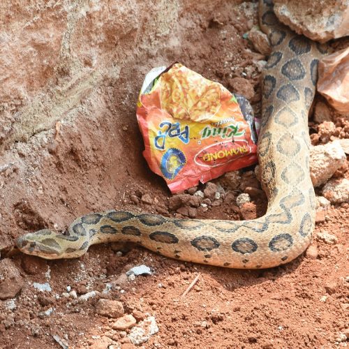 Snakes in CSI Layout | Protection of snakes from the rescuer